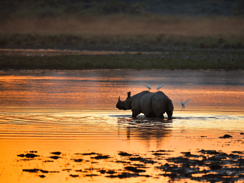 Photo of Kaziranga National Park Tour