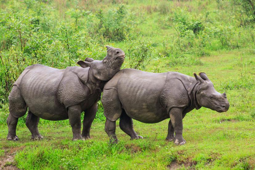 Kaziranga